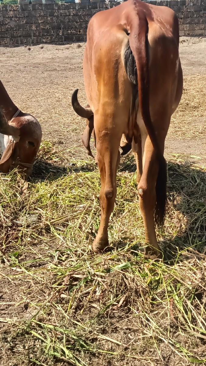 થંબનેલ 3