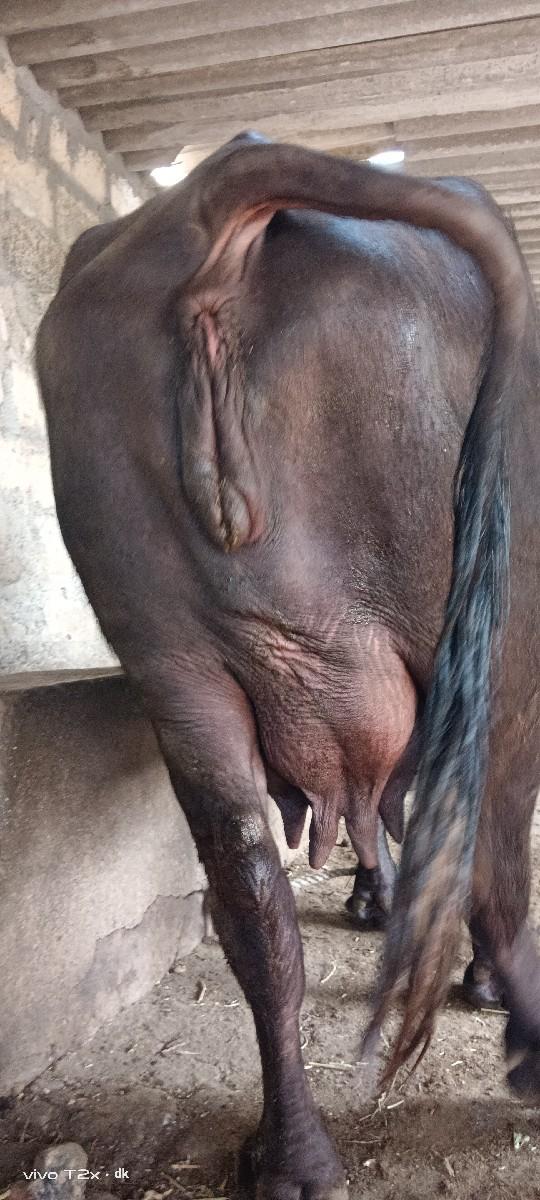 ભેંસ વેચવાની છે