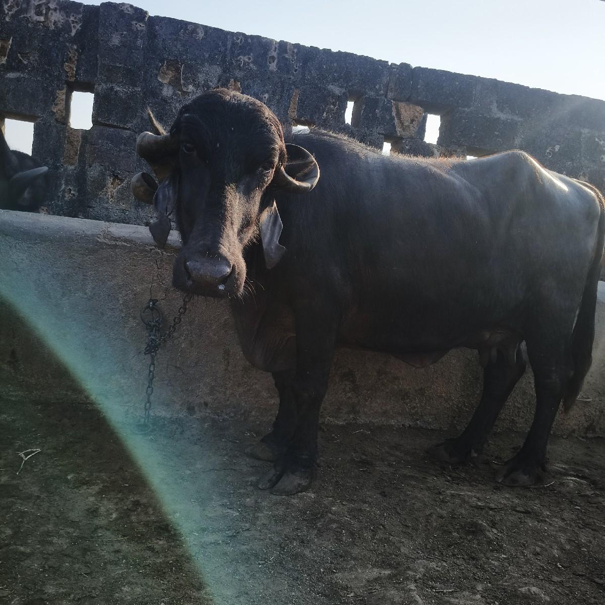 તન તન લીટર દુધ પારુ નથી