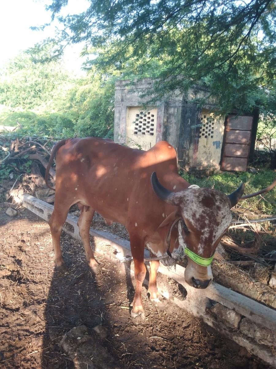 થંબનેલ 3