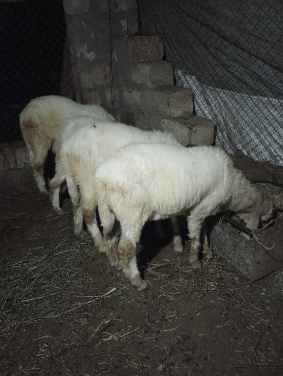 5 ઘેટાં 1 ઘેટી 1 બકરી