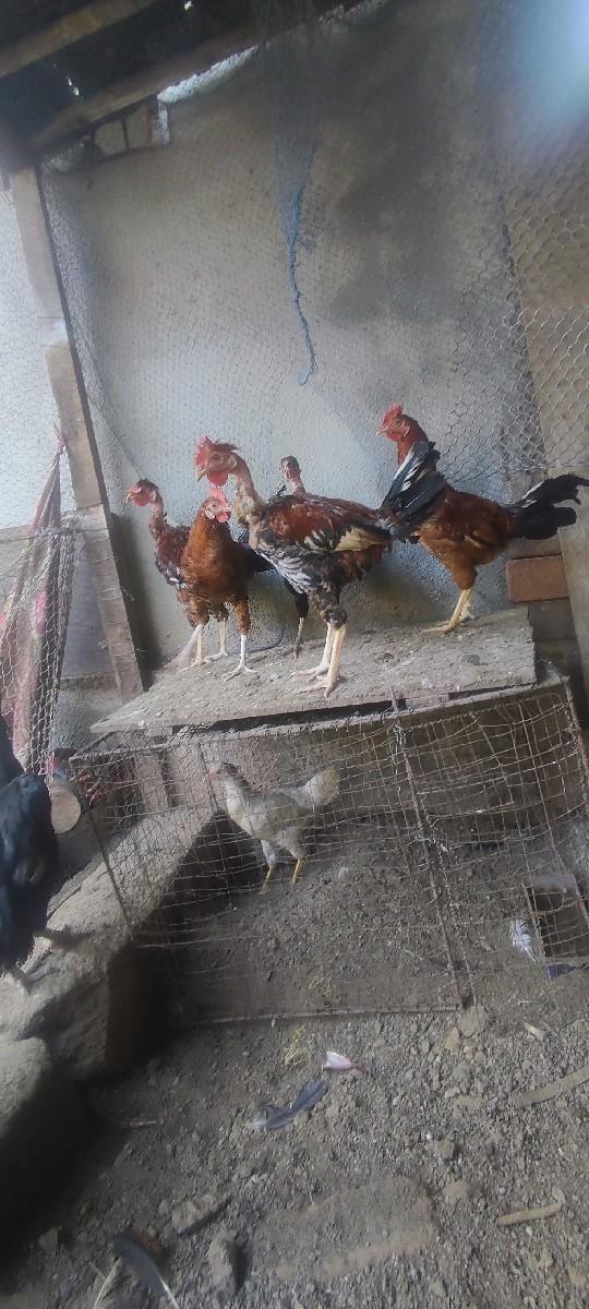 પ્યોર દેશી મુરઘા