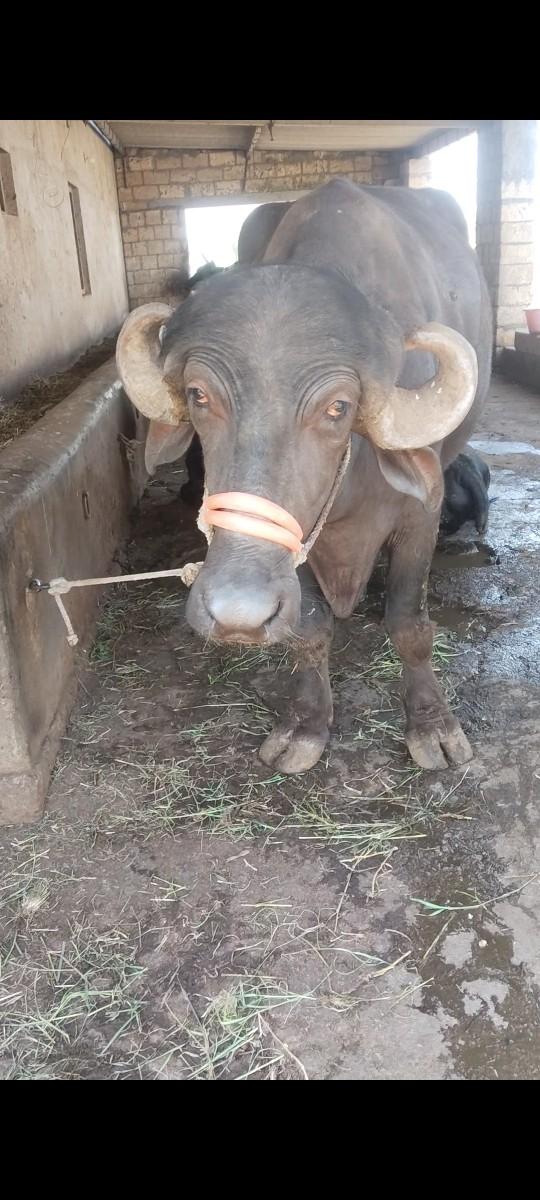 પેલું વેતર ખડેલી વેચવાની છે