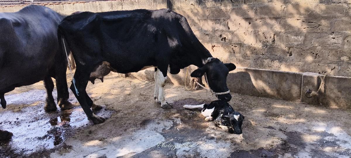 થંબનેલ 2