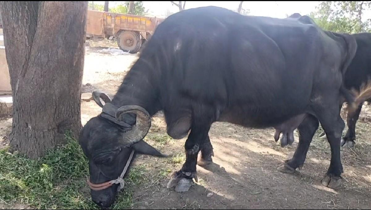 થંબનેલ 3