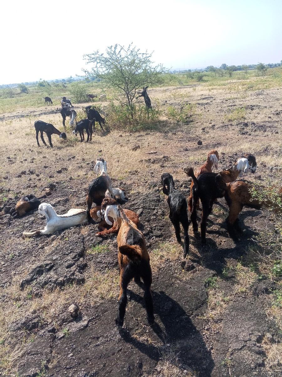 બોકડા વેસવાનાછે