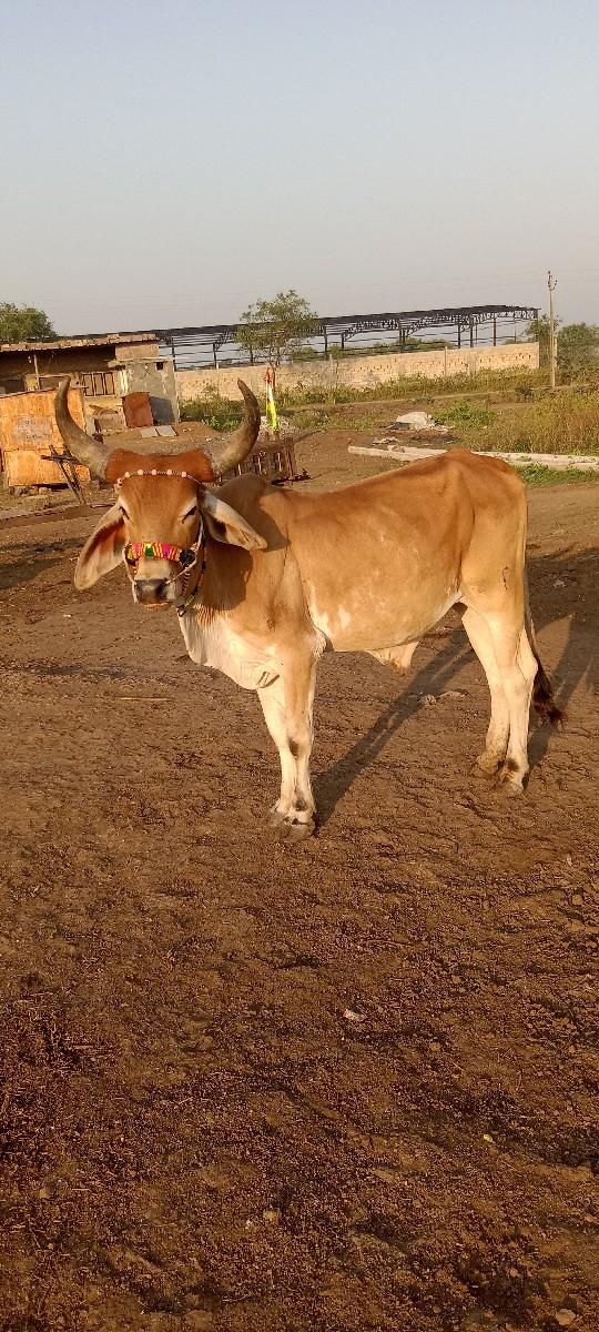 Junagarh Jila besan Taluka