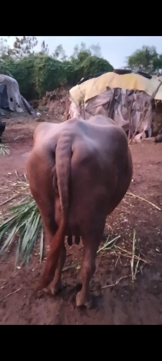 ભેંશ વેચવાનીછે