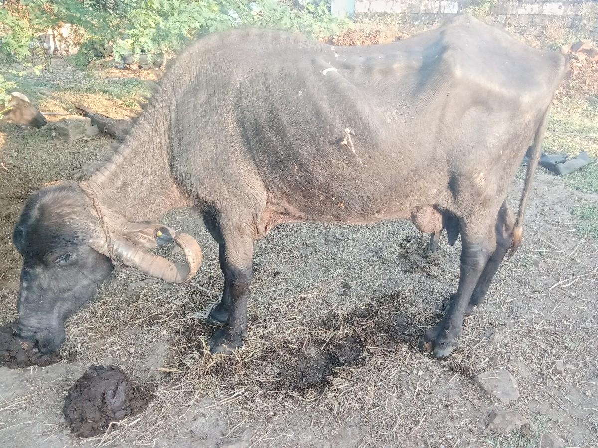 ત્રણ લીડર દુધ