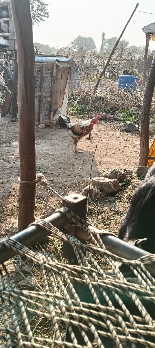 થંબનેલ 2