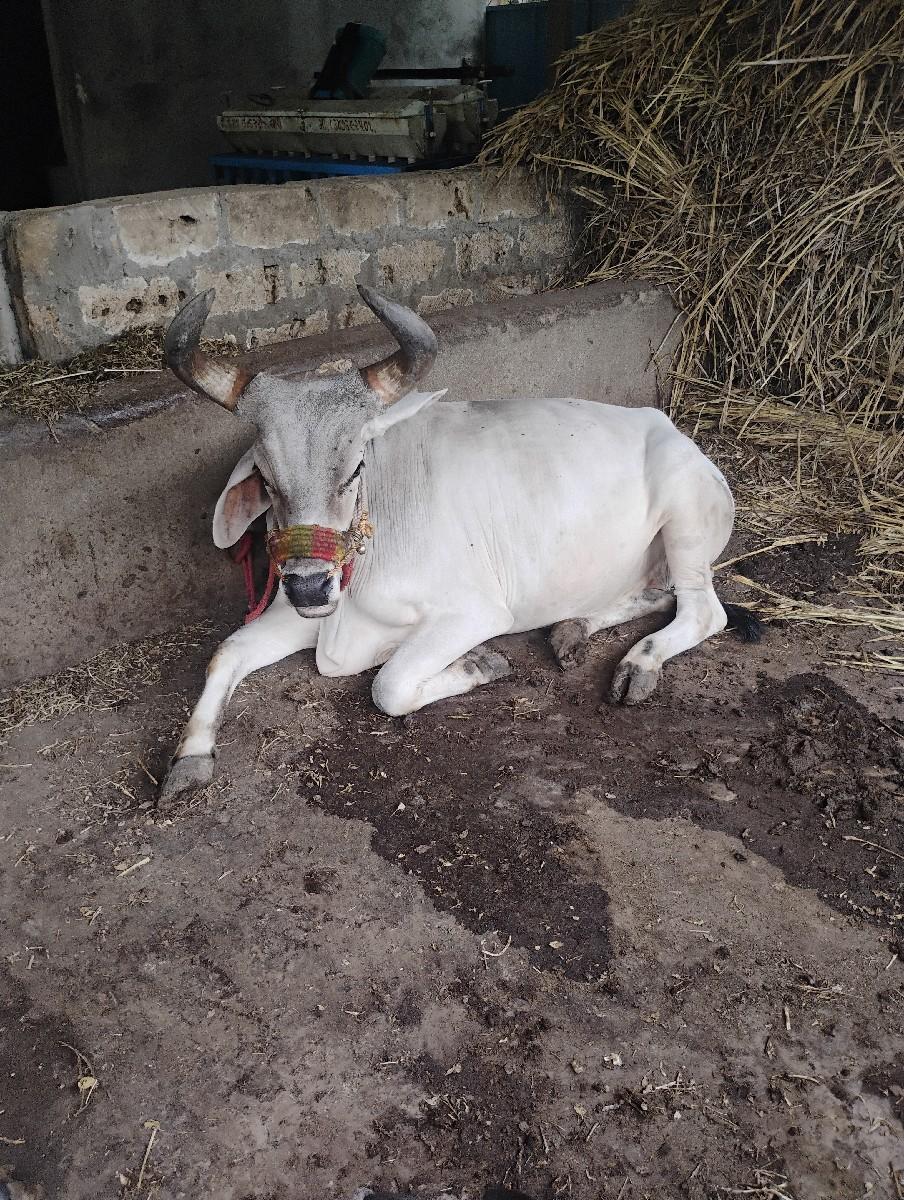 થંબનેલ 3