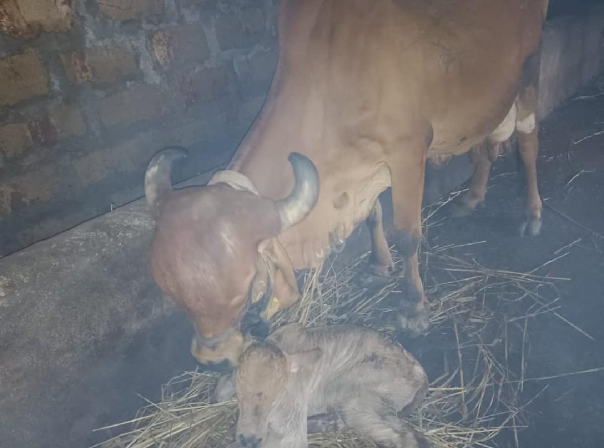 ગાય વેચવાની છે