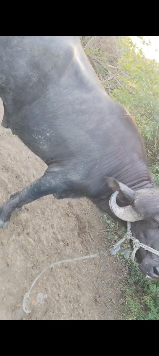 પાડો વેંચવા નો1વાડો વિયાણો છે