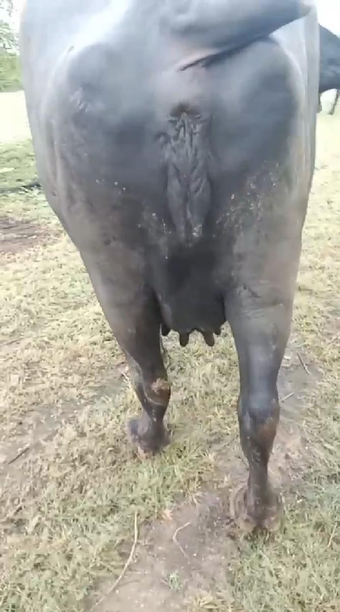 ભેંસ વેચવાની છે