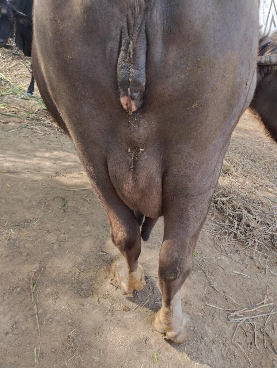 થંબનેલ 2