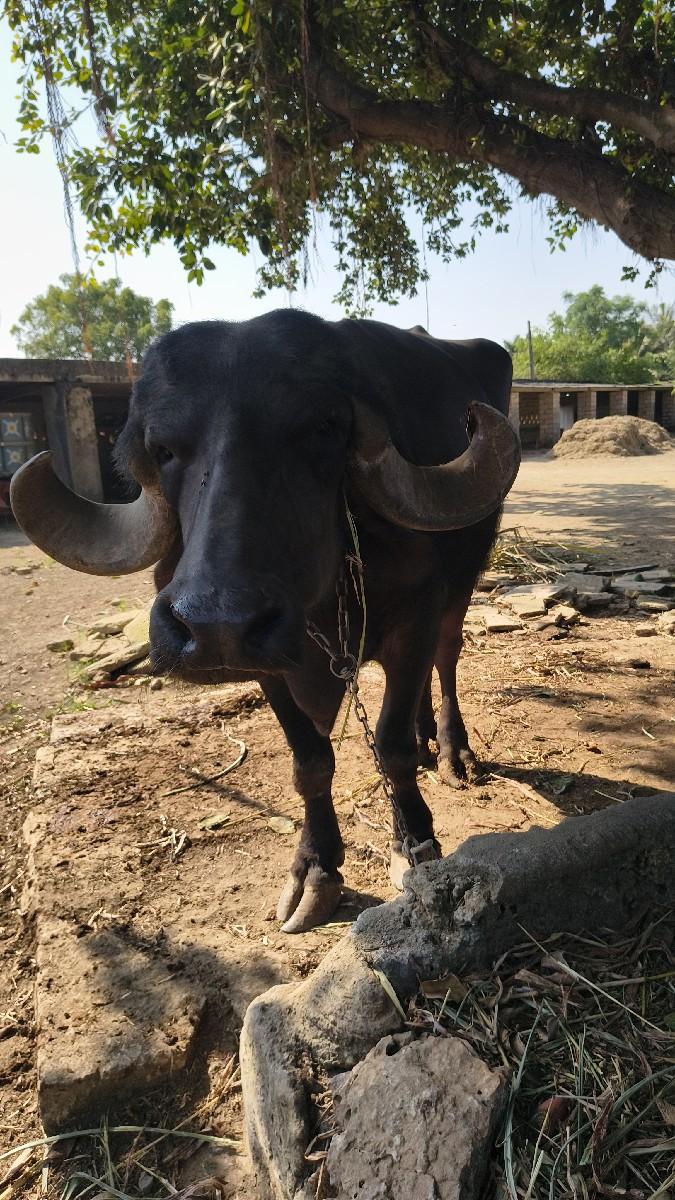 વેચવાની છે