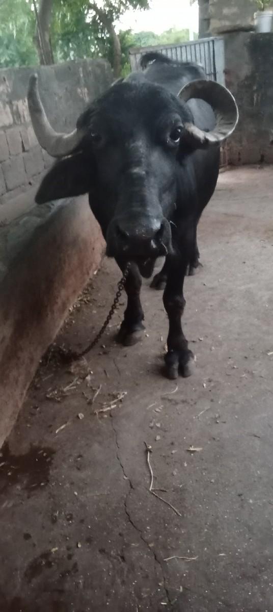 થંબનેલ 2