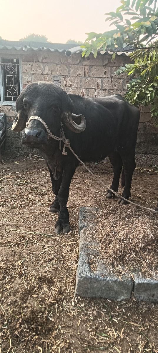 थंबनेल 3