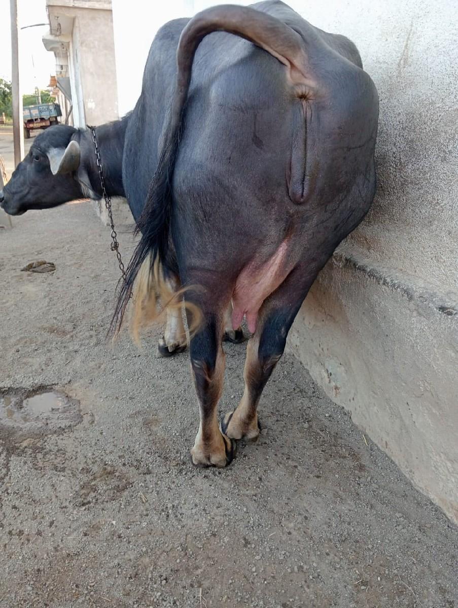 થંબનેલ 2