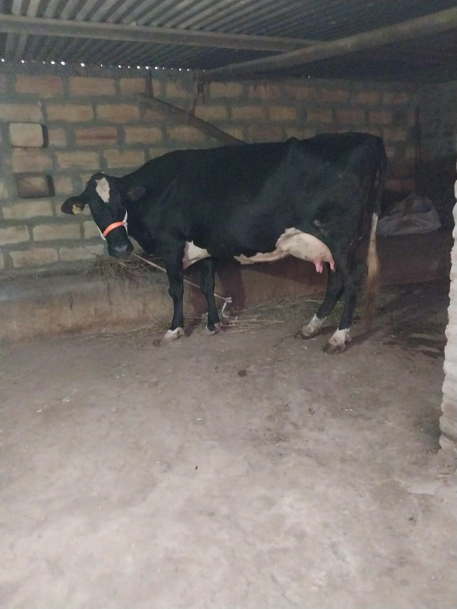 આ ગાય વેચવા ની છે