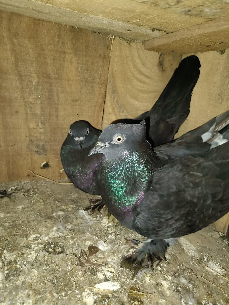 થંબનેલ 2