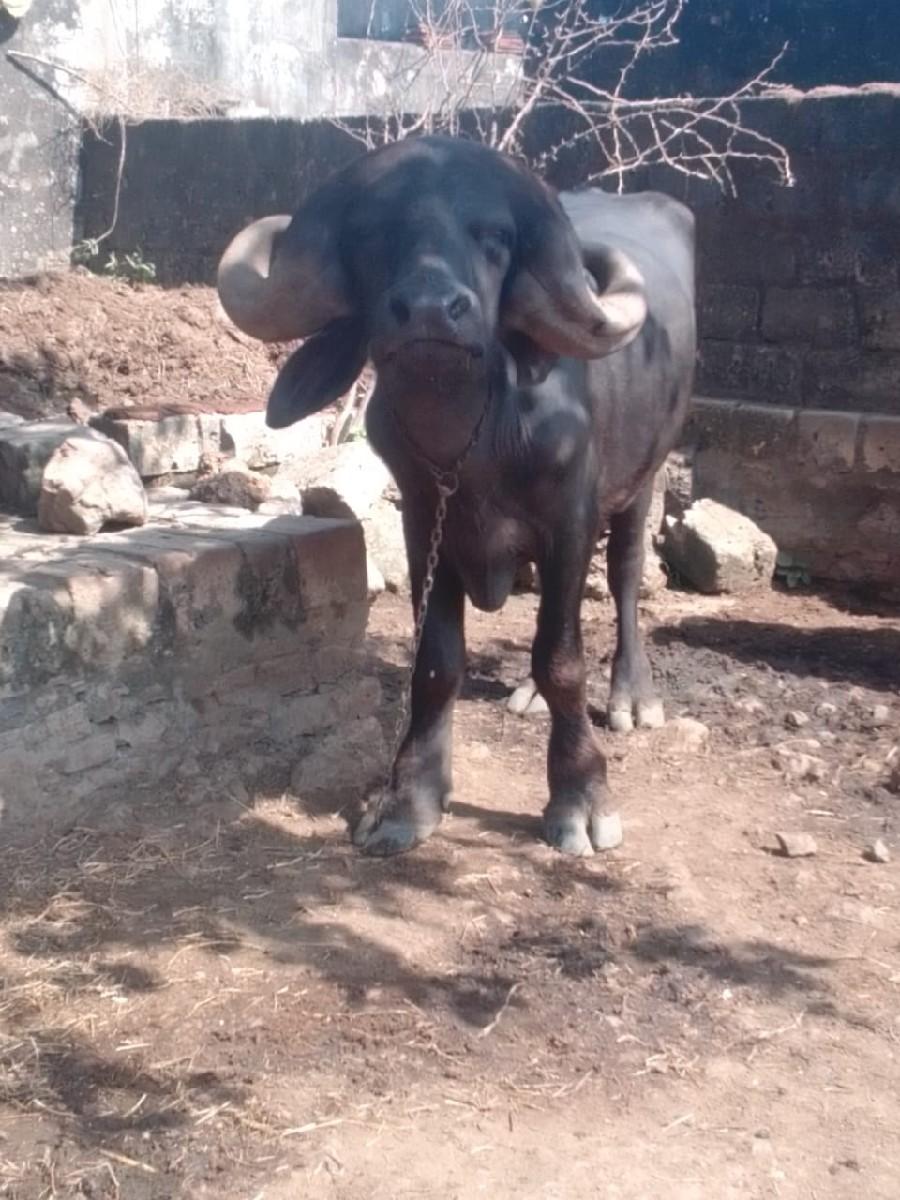 પાડો વેચવાની છે