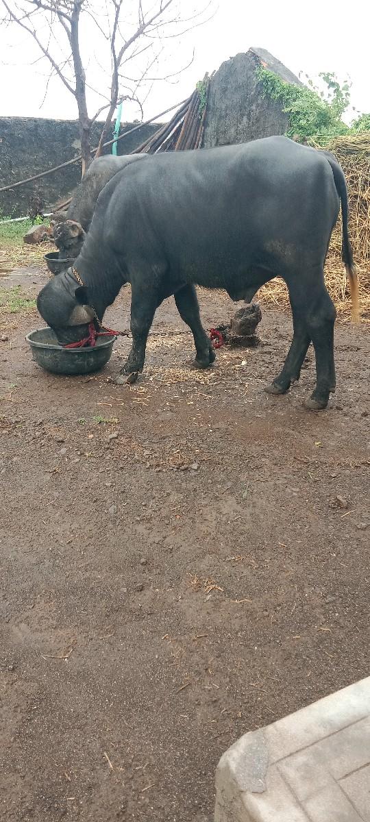 થંબનેલ 3