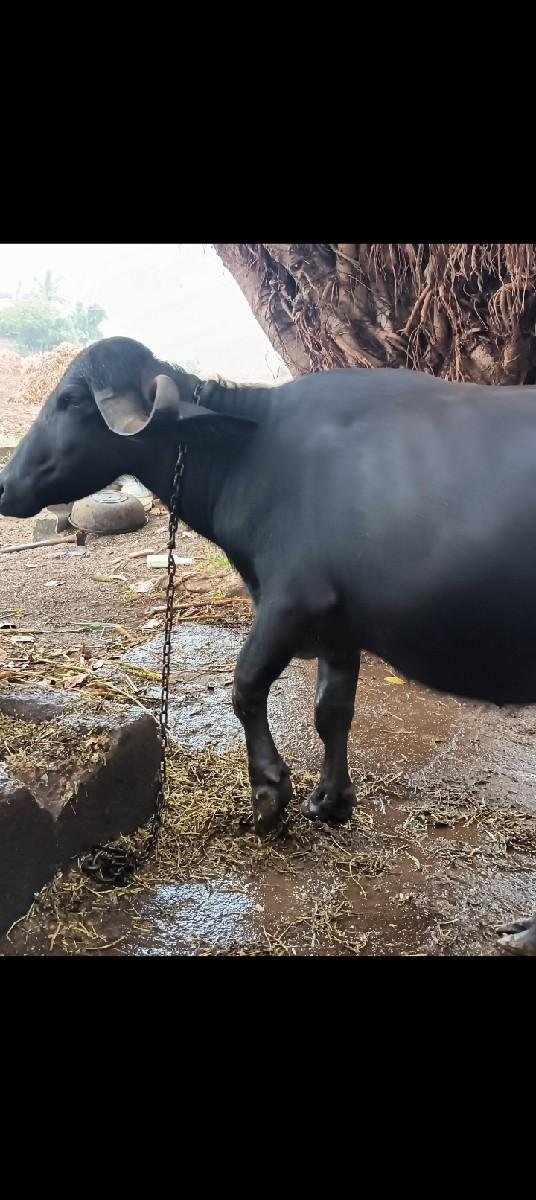 પેલા વેતરની ખડેલી