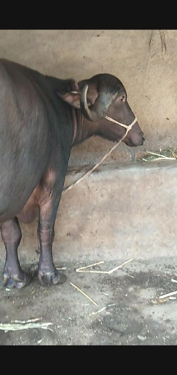 થંબનેલ 3