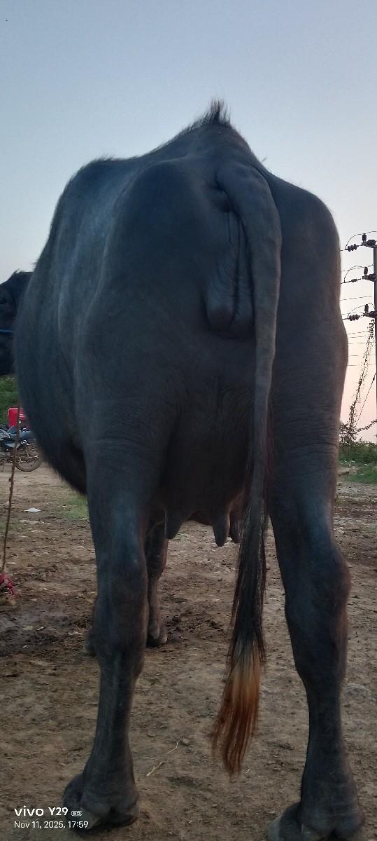 થંબનેલ 2