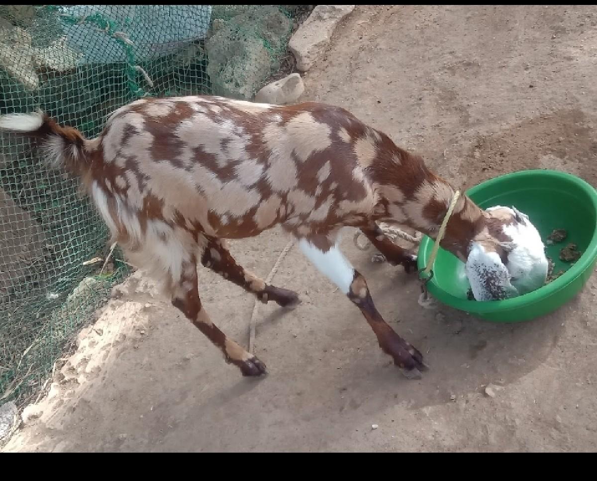 બકરી વેચવાની છે