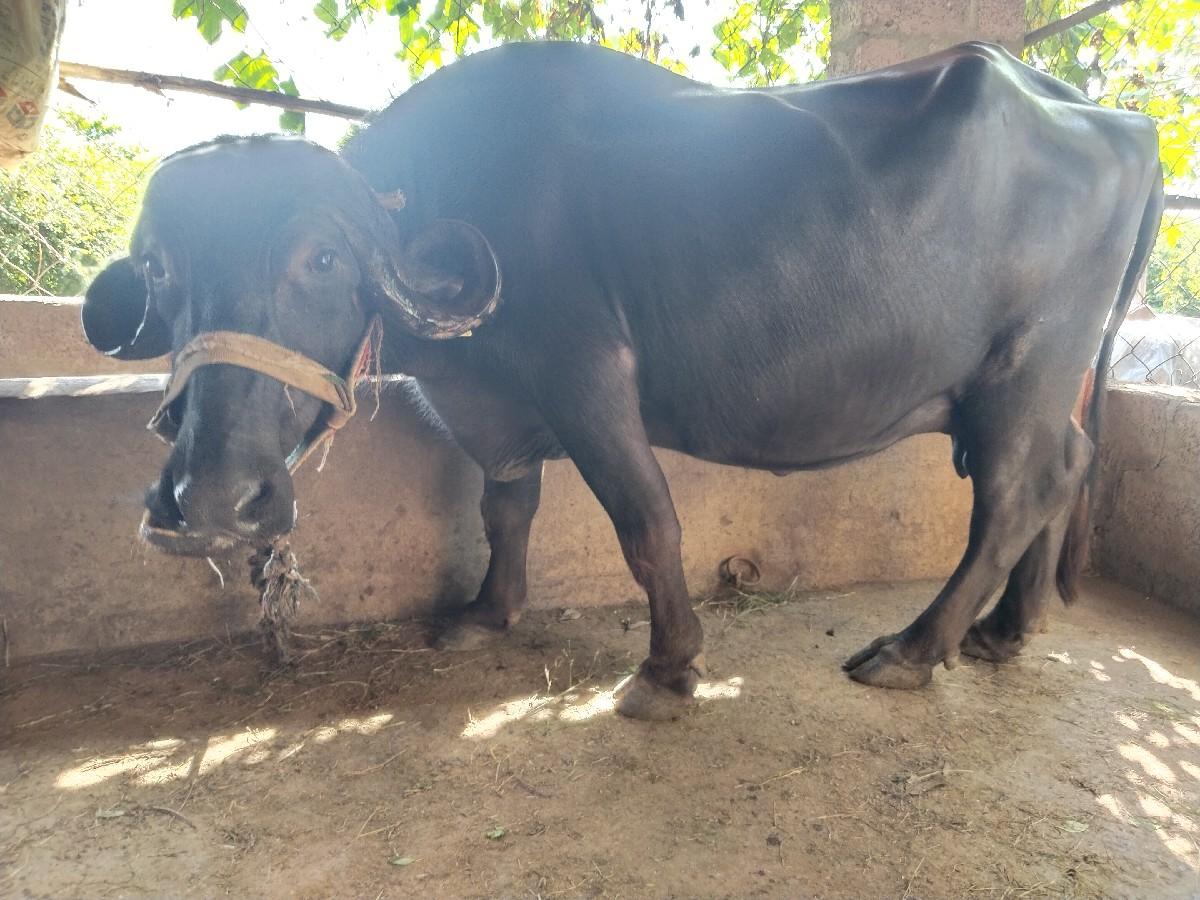 બે ભેંસો લેવાની સે