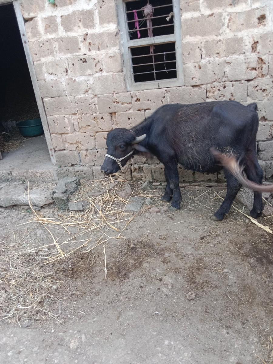 થંબનેલ 3