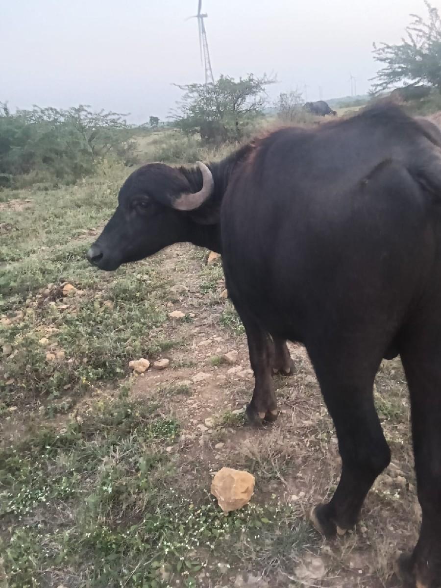 થંબનેલ 2