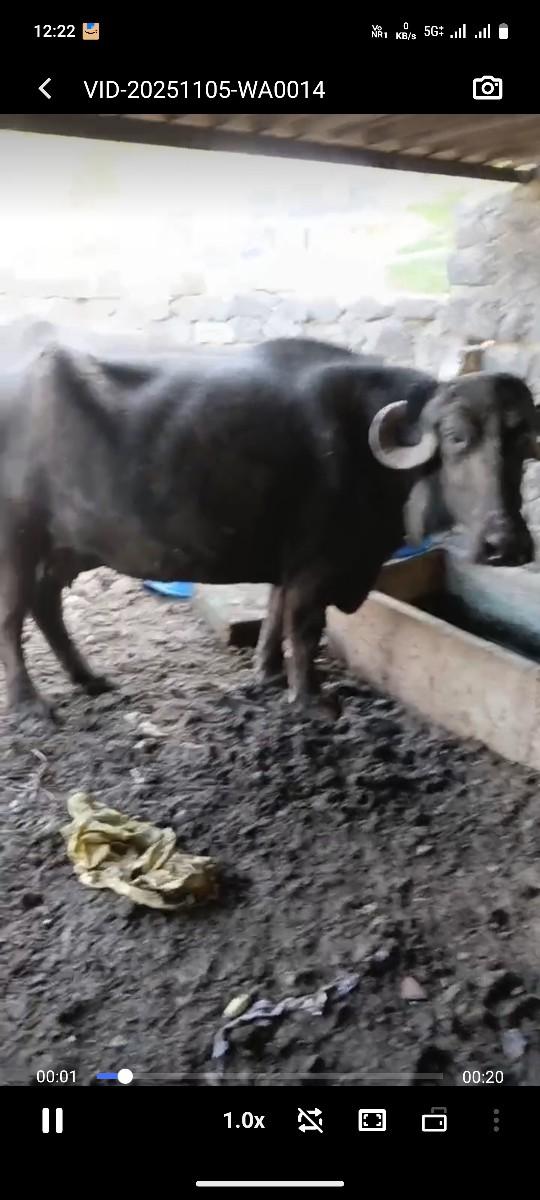 થંબનેલ 3