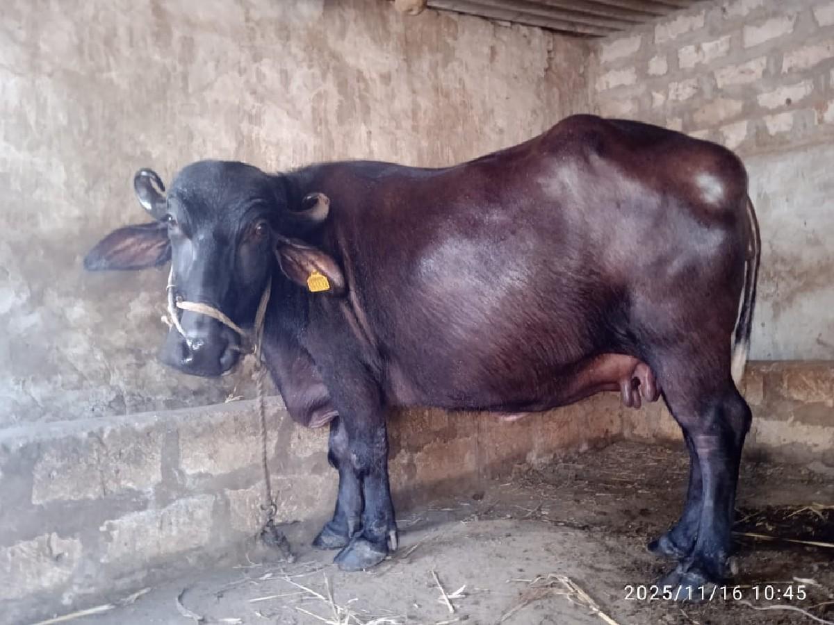 ભેંસ વેચવાની