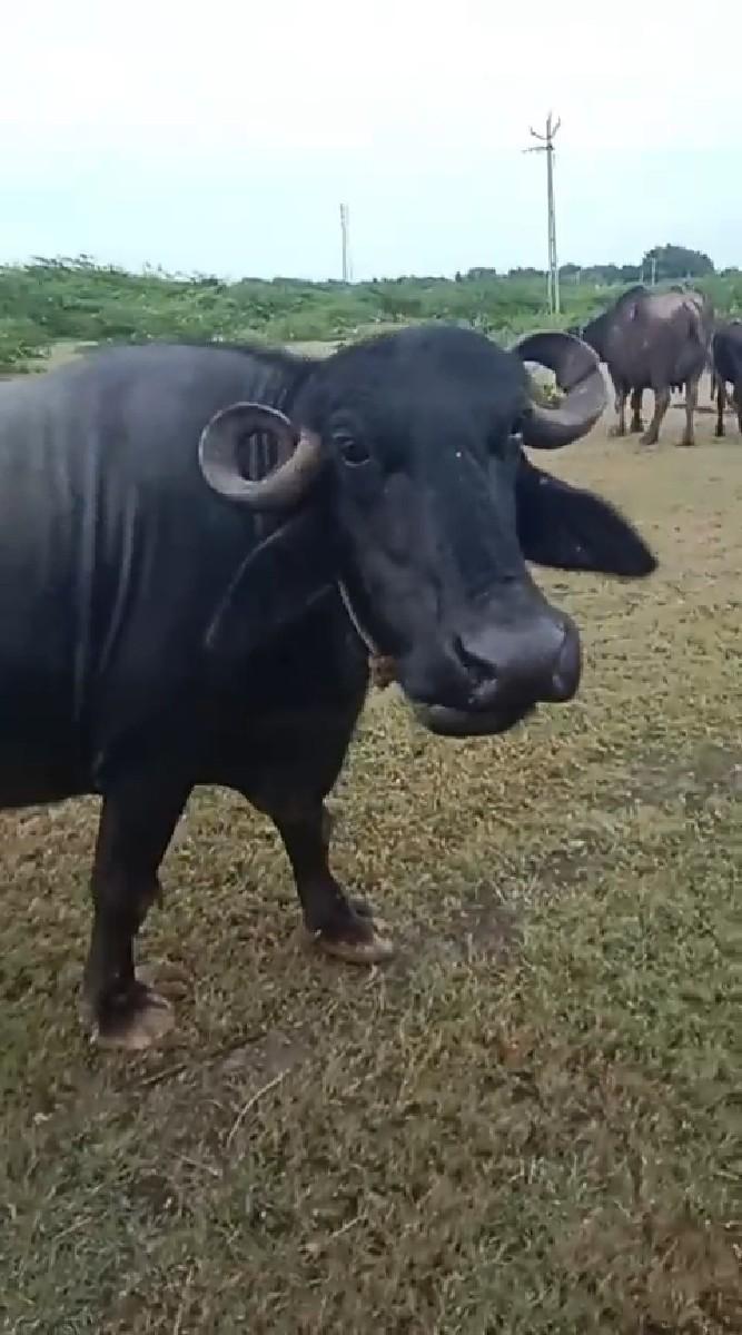 થંબનેલ 2