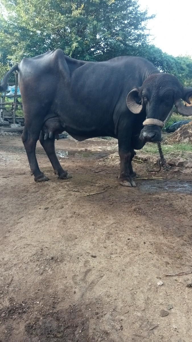 થંબનેલ 3