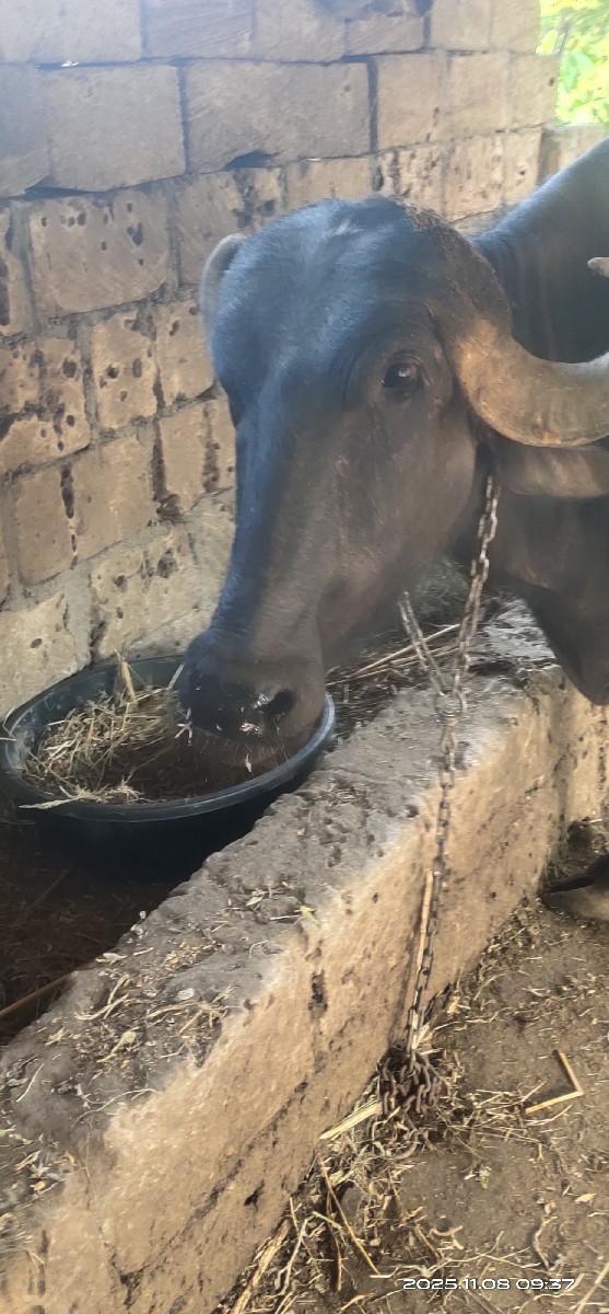 પેલું વેતર વ્યાસે