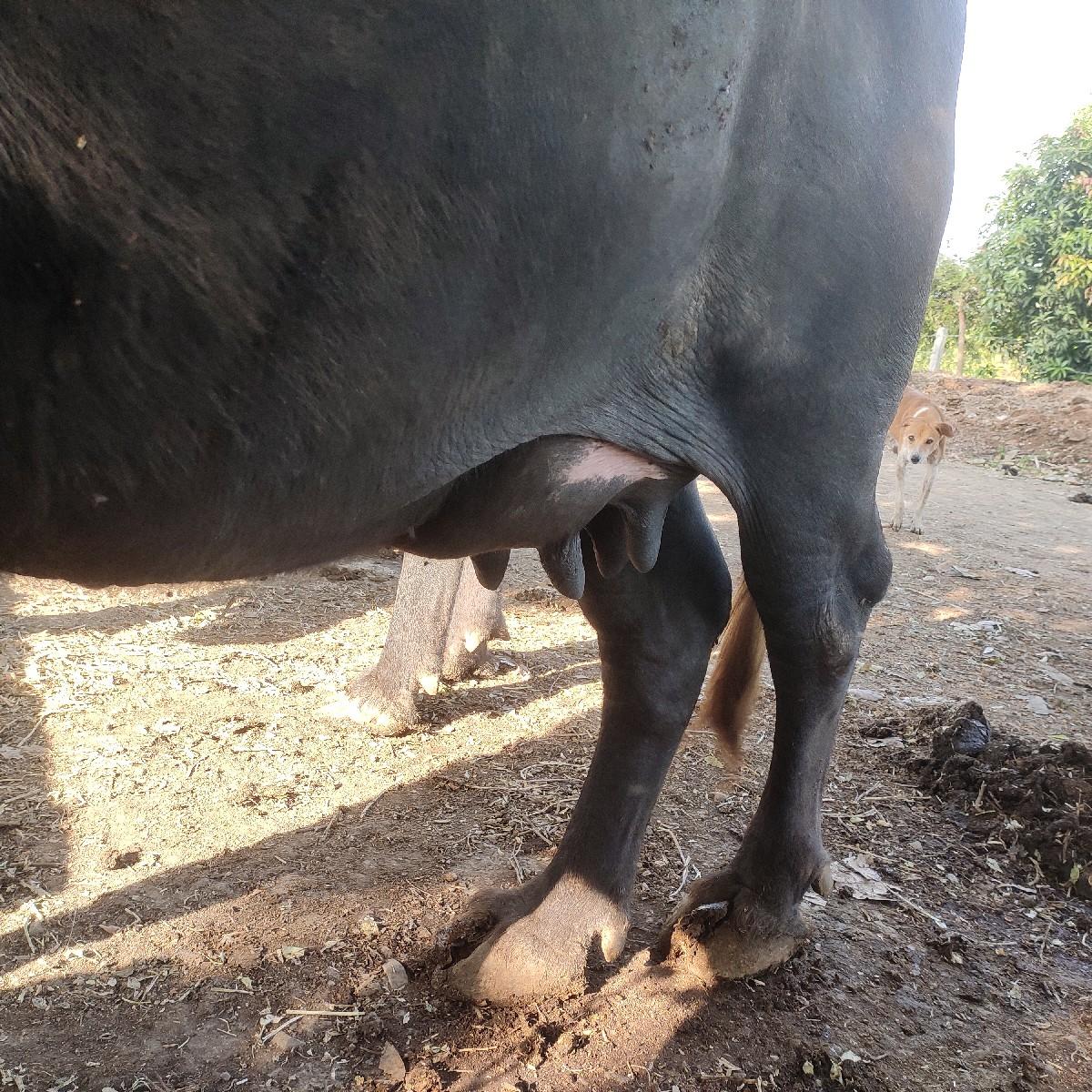 ભેંસ વેચવાની