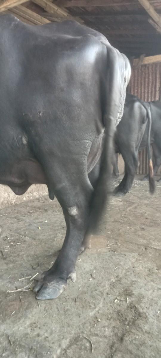 થંબનેલ 2