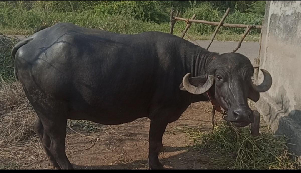 ભેંસ વેચવાની છે.