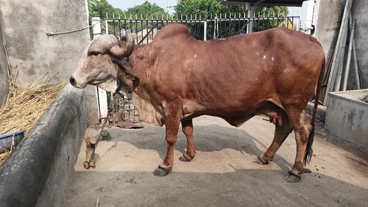 થંબનેલ 3