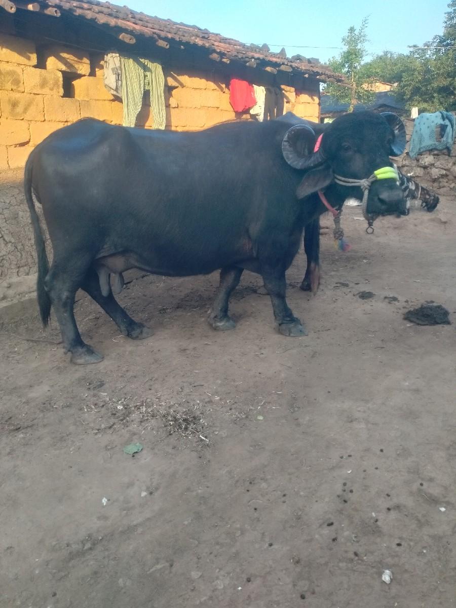 થંબનેલ 2