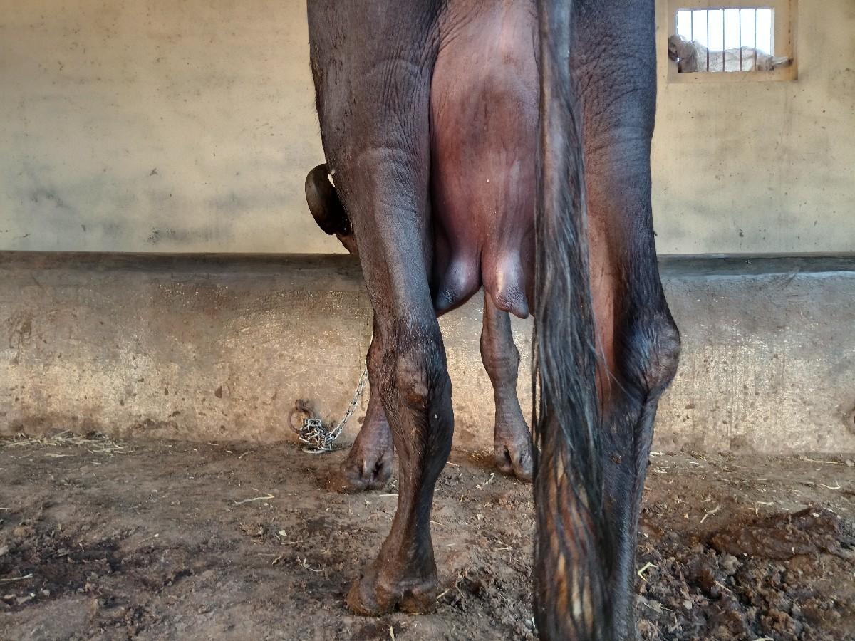 ભેંસ વેચવાની છે