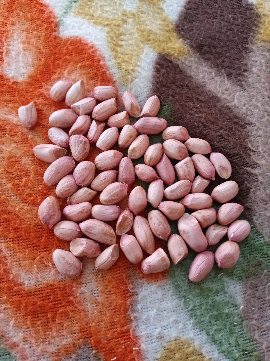 મગફળી નું બિયારણ