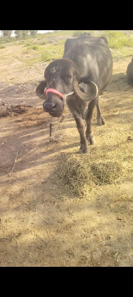 ભેંસ વેચવાની છે