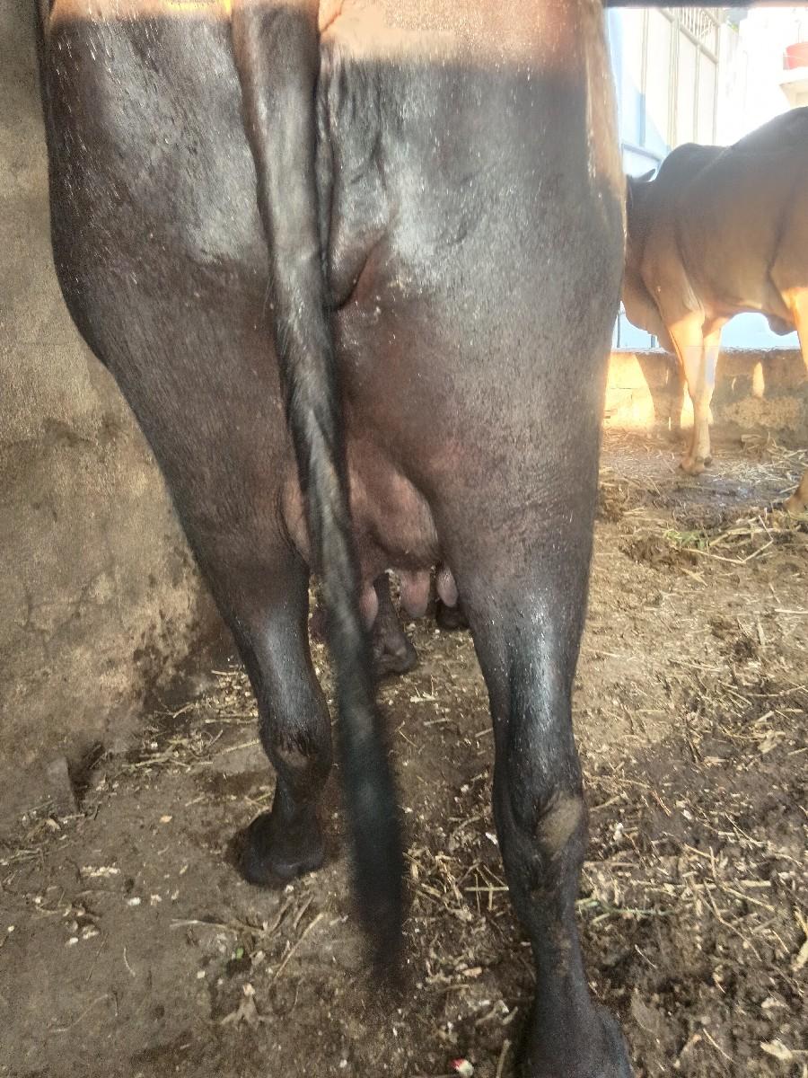 ભેંસ બીજું વેતર