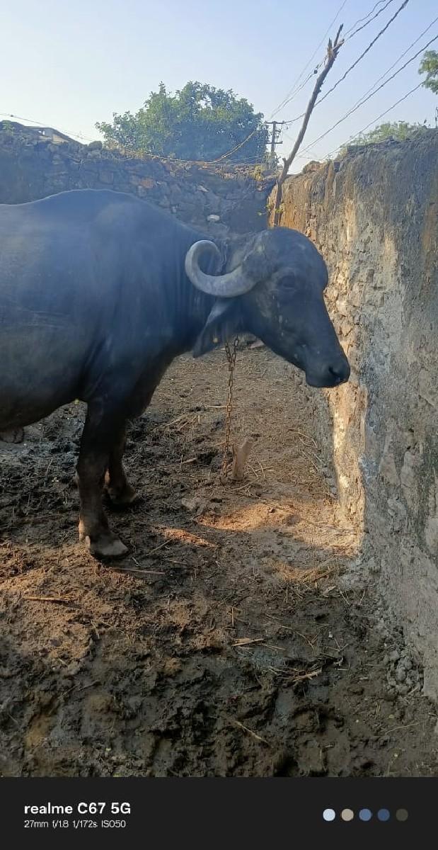 થંબનેલ 2