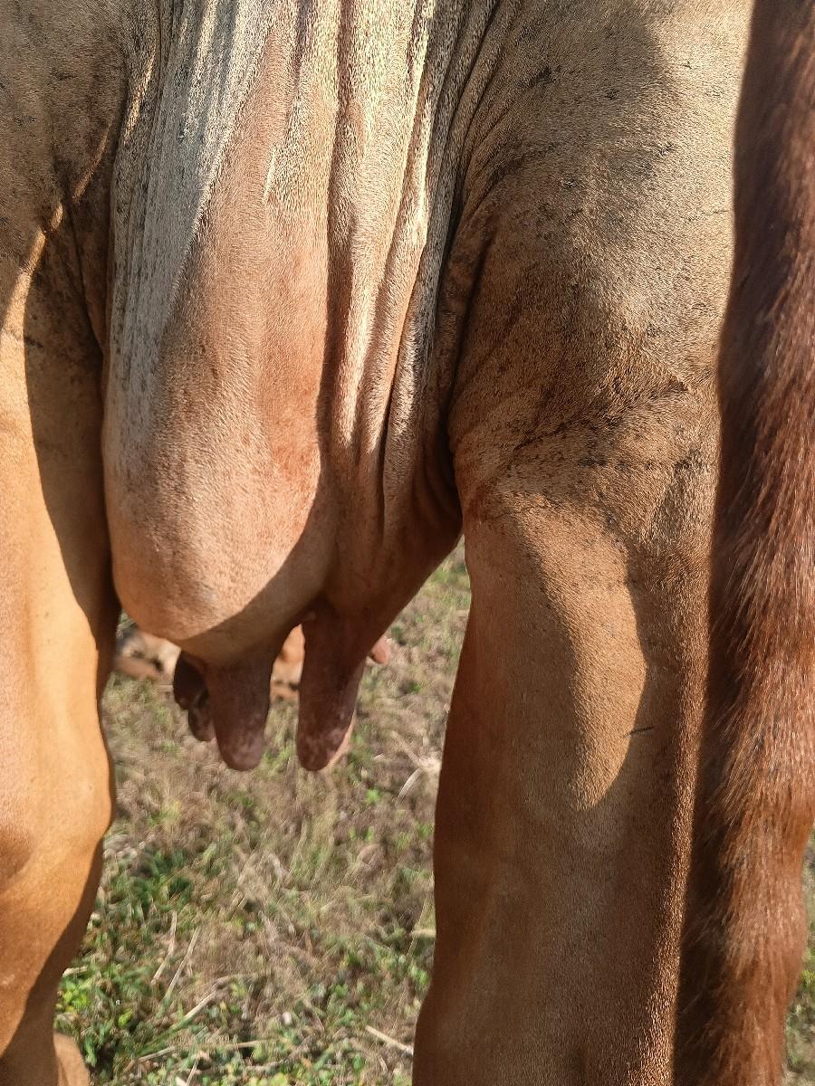 ગાય વેચવાનીછે